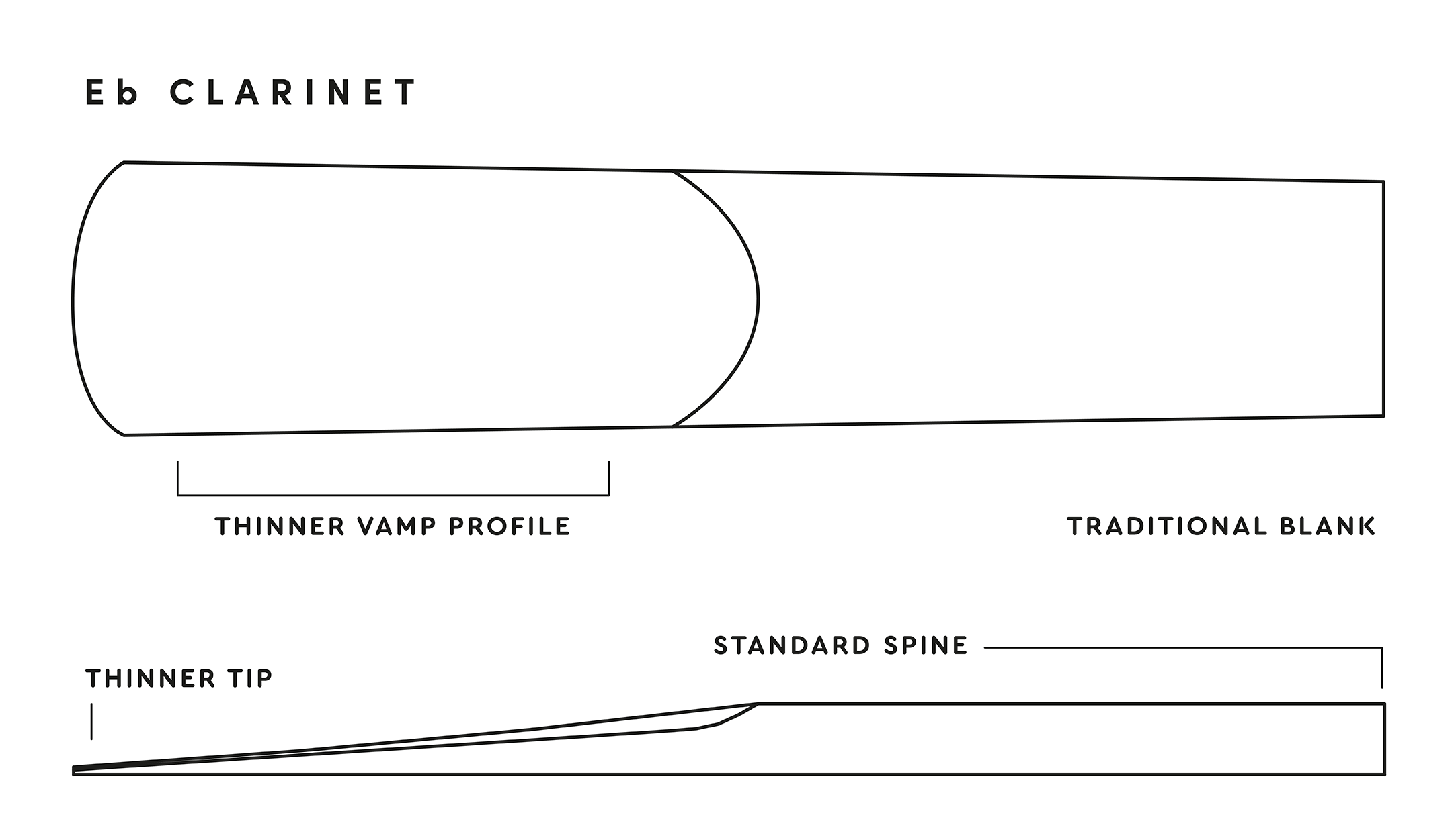 REED ANATOMY