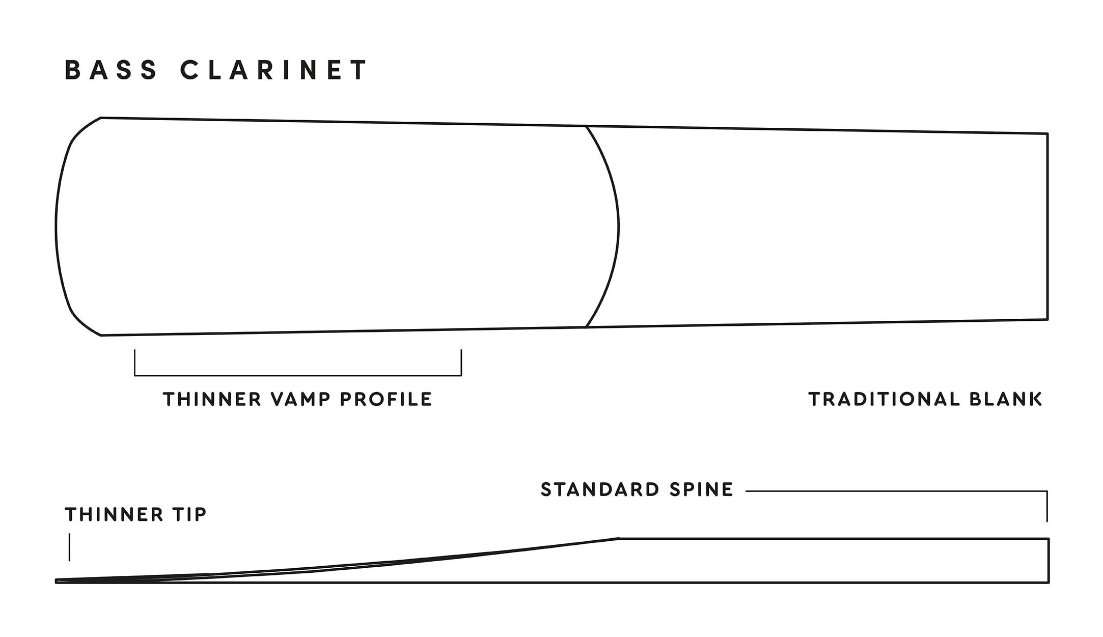 REED ANATOMY