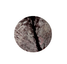 Adamastor com pelo 30cm natural drum head