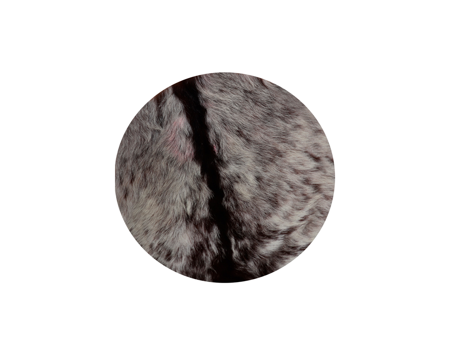 Adamastor 40cm com pelo natural drum head